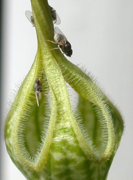 Flies on C. arabica from Sage Reynolds